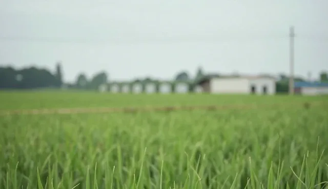 提示词交易资源分享:优化办公效率的两个核心环节